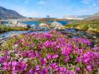 Drygalski Peninsula, icebergs in the Uummannaq Fjord System, northwest Greenland. Art Print